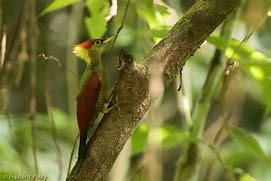 Image result for Campephilus imperialis