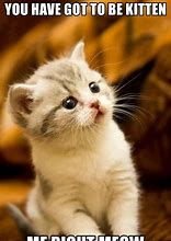 Image result for Cute Cat Memes