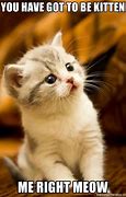 Image result for Cat Meme iPhone and Android