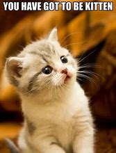 Image result for Cat Cute Kitten Memes