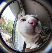 Image result for Funny Cat Meme Lookinf into Camera