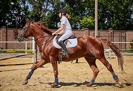 Image result for Equipment for Horse Riding Newmarket