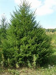 Image result for Picea Abies Norway Spruce Tree