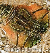 Afbeeldingsresultaten voor Ibacus alticrenatus Klasse. Grootte: 174 x 185. Bron: www.oceanwideimages.com