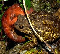 Image result for Pebble Toad