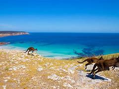 Image result for Kangaroo Island, Australia