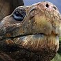 Image result for Oldest Turtle in the World