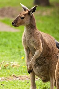 Image result for Australian warship COVID Tonga