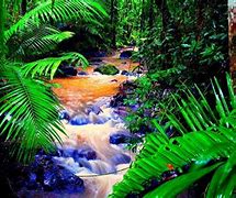 Image result for Amazon Rainforest Screensaver