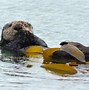Image result for Supermarine Sea Otter