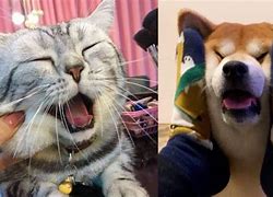 Image result for Tik Tok Cuteness Overload Face