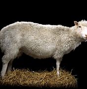 Image result for Sheep Named Dolly