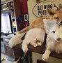 Image result for Bad Taxidermy Bat