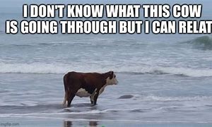 Image result for Salt Cow Meme