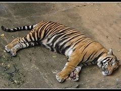 Image result for Tiger Fading Away to Death