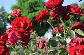 Image result for Rose Shirazi