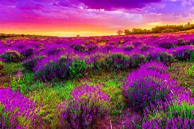 Image result for Free Purple Screensavers