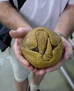 Image result for Giant Armadillo Rolled Up