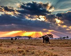 Image result for Serengeti Tanzania Africa