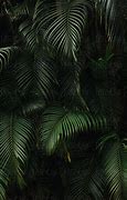 Image result for Green Palm Tree BG