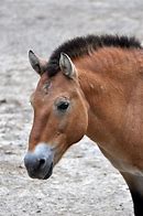 Image result for Przewalski Horse