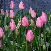 Image result for Tulipa Design Impression