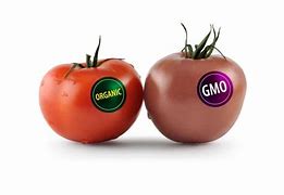 Image result for GMO Examples