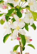 Image result for Pink Lady Apple Tree Full Size