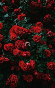 Image result for roses wallpapers collage iphone