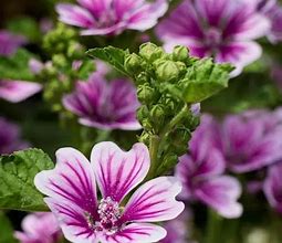 Image result for Malva Sylvestris Seed