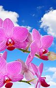 Image result for iPhone Wallpaper Orchid