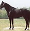 Image result for Dark Brown Thoroughbred Horse