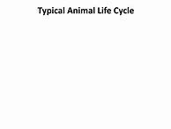 Image result for Animal Life Cycle