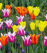 Image result for Pics of Tulips