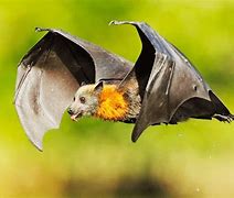 Image result for Flying Fox vs Bat