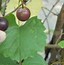 Image result for Wild Grape Vine