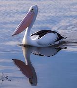 Image result for Giant Yard Pelican