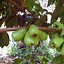 Image result for Mountain Apple Fruit