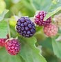 Image result for Ohio BlackBerry Cell