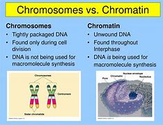 Image result for chromosomes vs chromatids