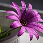 Image result for Dark Pink and Black Flower Wallpaper