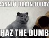 Image result for Cat Meme Brain Fog
