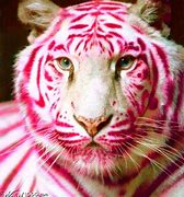Image result for Mauled by a Tiger
