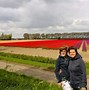 Image result for The Netherlands Tulip Fields