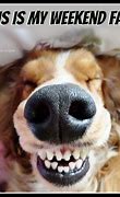 Image result for Dogs Ready for Weekend Meme