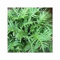 Image result for Polypodium Whitley Giant