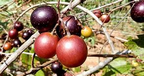 Image result for Signs of Overwatering Grapevines