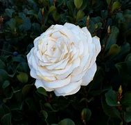 Image result for Artificial Gold-Tipped Roses