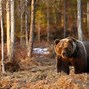 Image result for Bear Face Wilderness Series