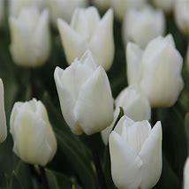 Tulipa White Prince に対する画像結果